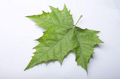 Gearbox的新IP《Project 1v1》仍然在开发中